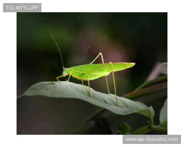 从蚂蚁阵型到蜻蜓进攻看虫子世界里的足球智慧 从蚂蚁阵型到蜻蜓进攻看虫子世界里的足球智慧